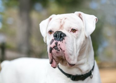 Close up of a white boxer dog with a black nose, pink and black lips, and floppy ears