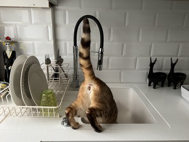 Cat in the Sink
