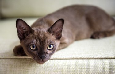 Brown Burmese kitten looking at camera indoor while on a couch.