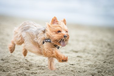 Fetch at the Beach