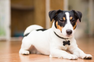 Dog breed Jack Russell Terrier playfully lies on the floor