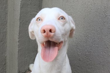 Albino Dog