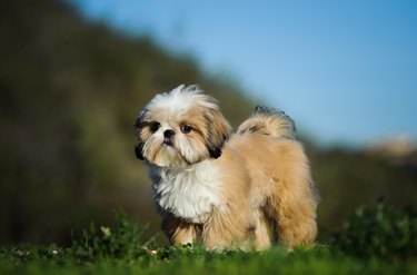 Portrait Of Shih Tzu