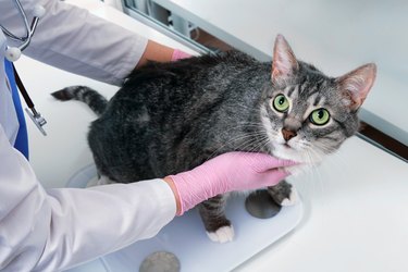The veterinarian weighs an overweight pet on a scale, fat cat