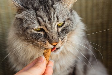 Gray domestic cat eats pet treats with vitamin supplements