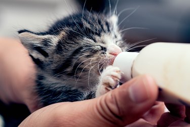 Kitten drinking Bottle With Eyes Closed