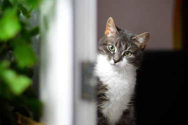 Close-up portrait of white and gray cat