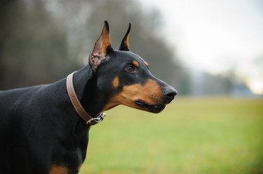 The Average Size and Weight of a Male Doberman | Cuteness