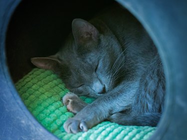 A cat that sleeps quietly. Russian Blue.