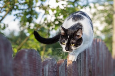 Black and white cat on the fence