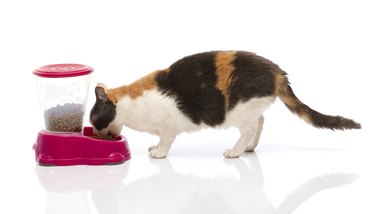 Cat eating from a pet food dispenser