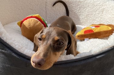 Deodorize store dog bed