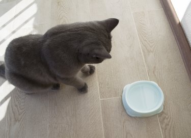 British cat and bowl.