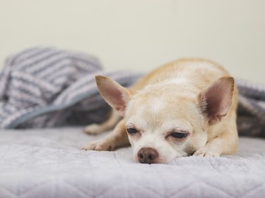 sleepy brown short hair Chihuahua dog lying down on gray blanket.