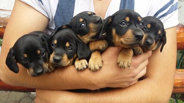 Man carrying 5 puppies in arms