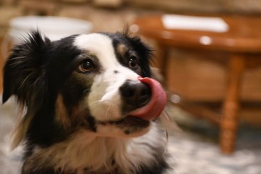 Close-Up Of Dog Looking Away And Licking His Mouth