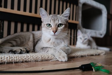 Burmilla cat relaxing on a scratching mat on a hardwood floor at home.