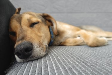 Cute dog sleeps on couch at home. Dog lifestyle.