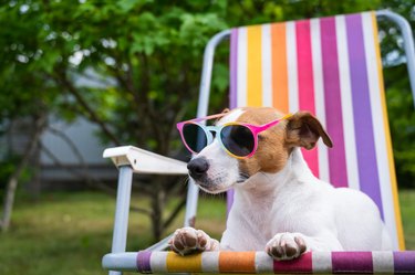 Jack russell terrier dog in sunglasses is resting on a sun lounger. Summer vacation concept