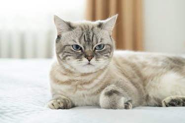 Beautiful striped grey British breed cat is lying on bed at home during day and rest. Love for pets, pet care.