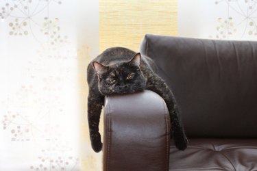Black cat draped over a dark couch arm