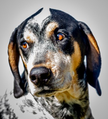 what health problems do bluetick coonhound have