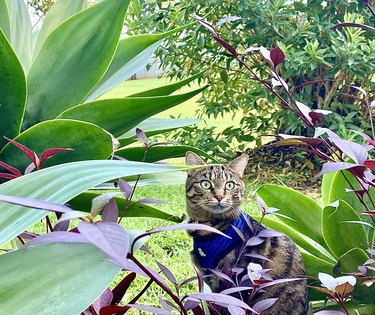 Travel Cat in Outdoor Nature