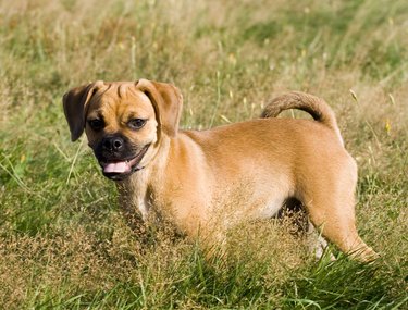 Puggle Puppy Standing in the Grass Looking for a Playmate