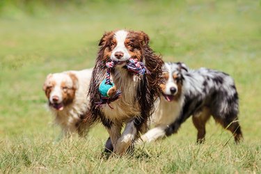 Australian Shepherds at Play