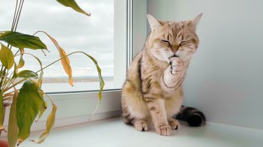 British ginger cat sitting on windowsill near potted plant and washing itself. Gray sky in window. River landscape background