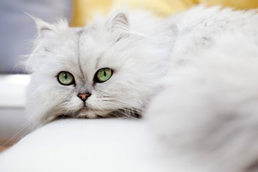 white persian cat