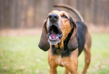 A Coonhound dog barking or howling