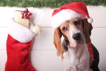 Beagle dog wearing Santa hat eyeing Christmas stocking goodies.