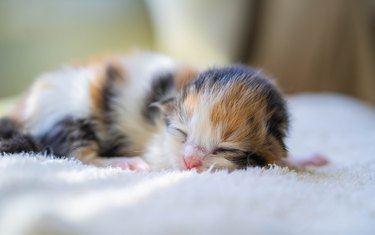 Calico kitten whose eyes aren't open yet.