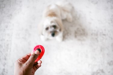 Woman Clicker Trains Her Coton de Tuléar