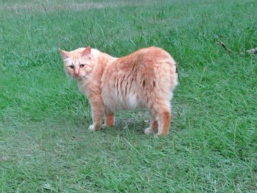 Orange Tabby American Bobtail Manx cat outdoors.