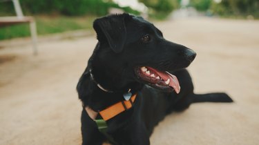 Black dog lies resting on path in the park