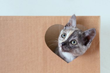 Gray little kitten playing in a cardboard box and looking out through a heart-shaped window.