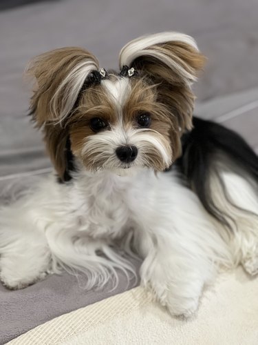 Cute stylish Biewer terrier dog