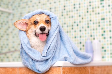 Corgi dog with towel after wash in the bathroom