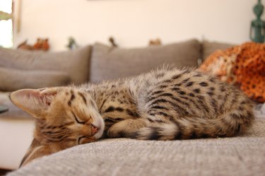 F1 Savannah Cat Sleeping On Sofa