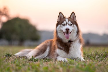 Siberian Husky lying on grass in park