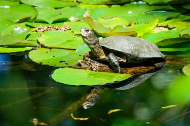 A turtle sits on a lily pad on top of the water