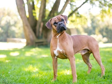 A purebred Boxer dog listening with a head tilt