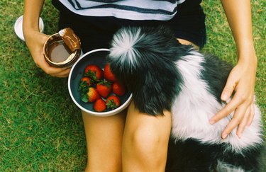 Bowl of fresh strawberries with dog. Taken by film camera (135 photo scan).