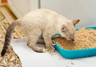 kitty digging in cat litter