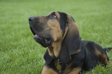 Bloodhound Puppy in grass