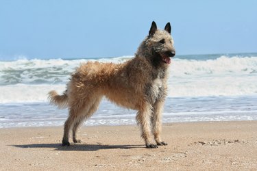 Belgian Shepherd Laekenois standing on beach