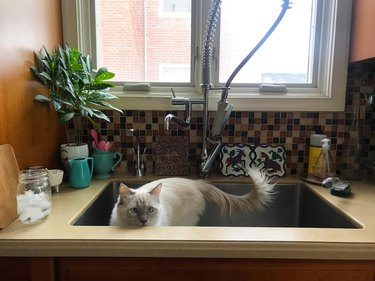 Cat Standing in a Kitchen Sink
