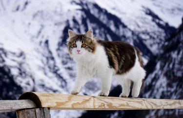 Mountain Cat